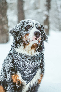 Bernese 山狗的快乐女孩9月。冬天在雪地里玩耍。一只纯种家养的狗玩得开心