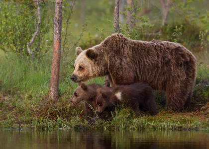 欧亚棕熊幼崽与母亲在池塘边