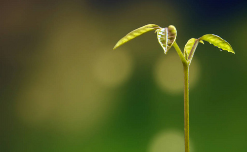 林木幼苗芽叶的研究