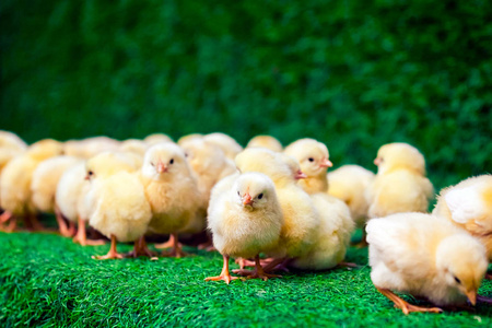 在房间的人造草地上, 许多小黄小鸡或带黑色眼睛的鸡鸡特写照片