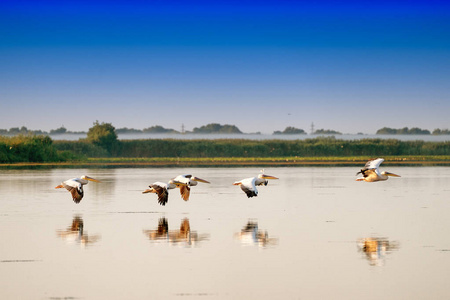 白色鹈鹕飞行 Pelecanus onocrotalus 在多瑙河三角洲 Ro