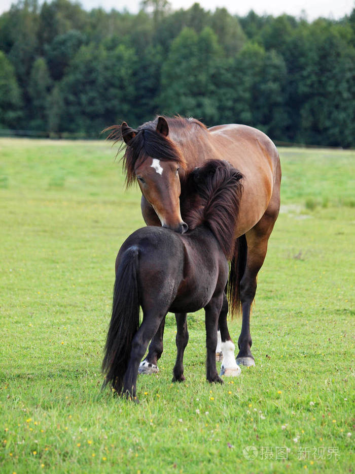 大马和小马友好在草地上互相划伤