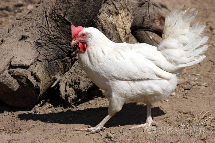 乡下漂亮纯种白鸡