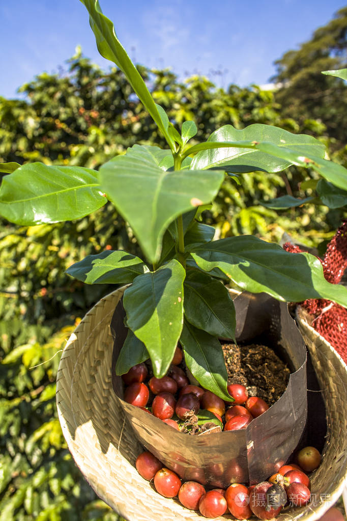 在巴西咖啡树上的咖啡豆