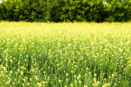 田野油菜花油菜田.黄色的油菜花, 田野景观.蓝天与田野上的强奸照片