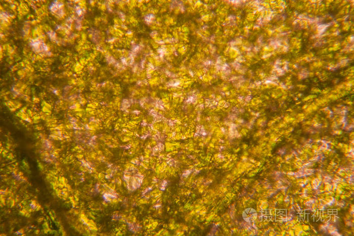 显微镜下的新鲜小叶子