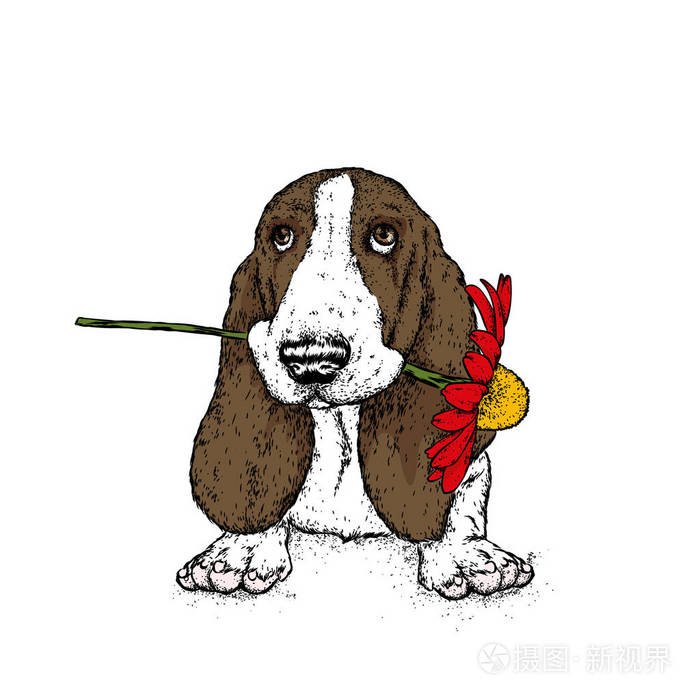 一只带非洲菊的漂亮狗。矢量插图。带花的滑稽小狗