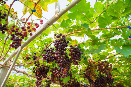 红葡萄酒葡萄树枝新鲜有机水果