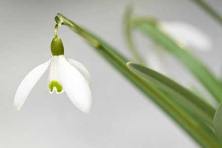 雪莲花特写镜头