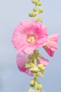 粉红色的蜀葵开花。Alcea 生长