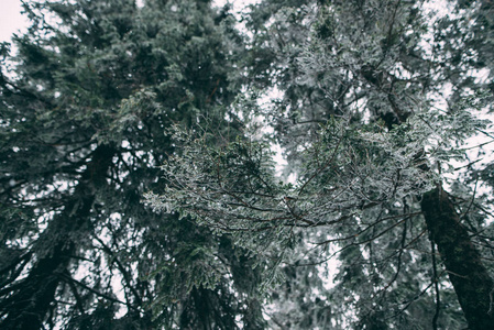 白雪覆盖的冬日绿树