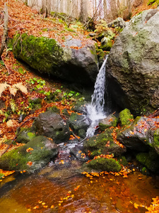 秋天森林里的小瀑布围绕麝香和岩石