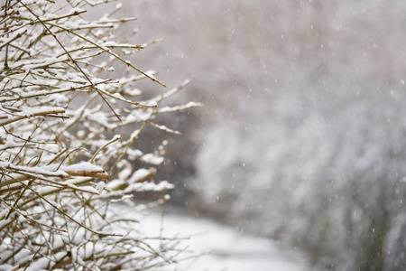 霜和雪在树枝上。美丽的冬季季节背景。冰冻自然照片