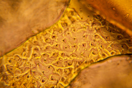 Palomena prasina 翼在显微镜下