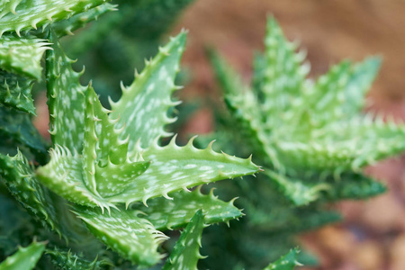 芦荟或星形仙人掌 芦荟芦荟磨 果冻芦荟叶含有许多化学物质。芦荟或芦荟粘液治疗烧伤, 热水, 慢性伤口和溃疡。在芦荟