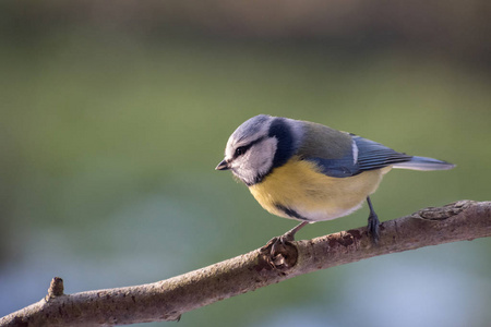 欧亚蓝 Cyanistes caeruleus 在树枝上, 一只小鸣禽鸟在上 Paridae, 模糊背景与复制空间