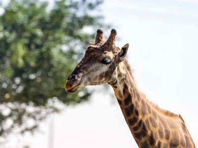 一个长颈鹿的头 Giraffa 在阳光明媚的日子对着一棵绿色的树