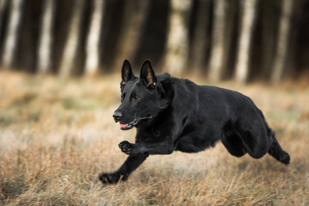 运行德国牧羊犬图片