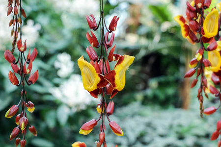 挂 thunbergia mysorensis 花