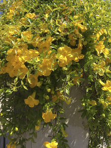 黄花阿拉曼达植物的日间景观照片