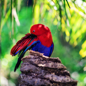 棕榈树红边 eclectus 鹦鹉