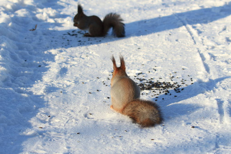 松鼠在冬日公园的白雪中吃向日葵籽