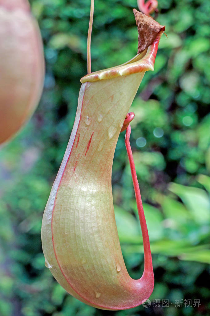 绿色猪笼草的关闭
