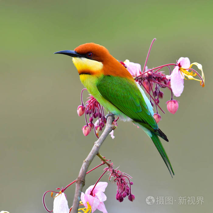 板栗为首的食蜂鸟鸟