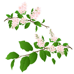 粉红色丁香树枝设置自然背景复古矢量插图可编辑手绘手画