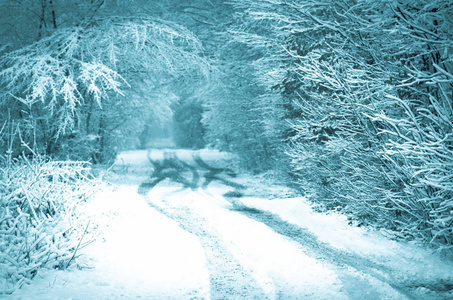 森林路覆盖着积雪。神奇雪路