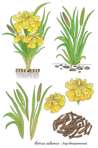 菖蒲根图片
