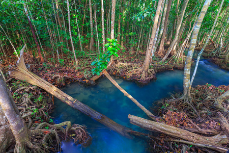 泰国甲米省红树林神奇水晶清澈翡翠运河