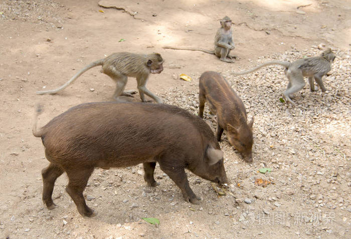 饲养猴子和猪在寺庙笏火车rattanaram