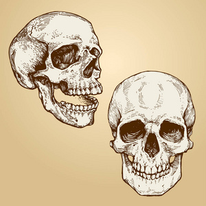 素描侧面骷髅头图片-素描侧面骷髅头素材-素描侧面骷髅头插画-摄图新