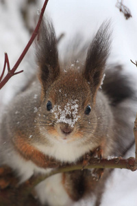 雪中树上的松鼠