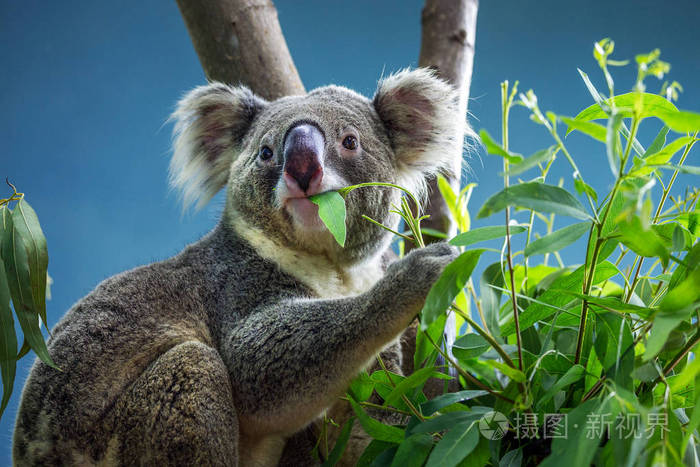 考拉在吃桉树叶