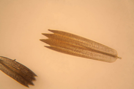 鳞翅类动物蛾翅的显微观察.美丽的细节照片