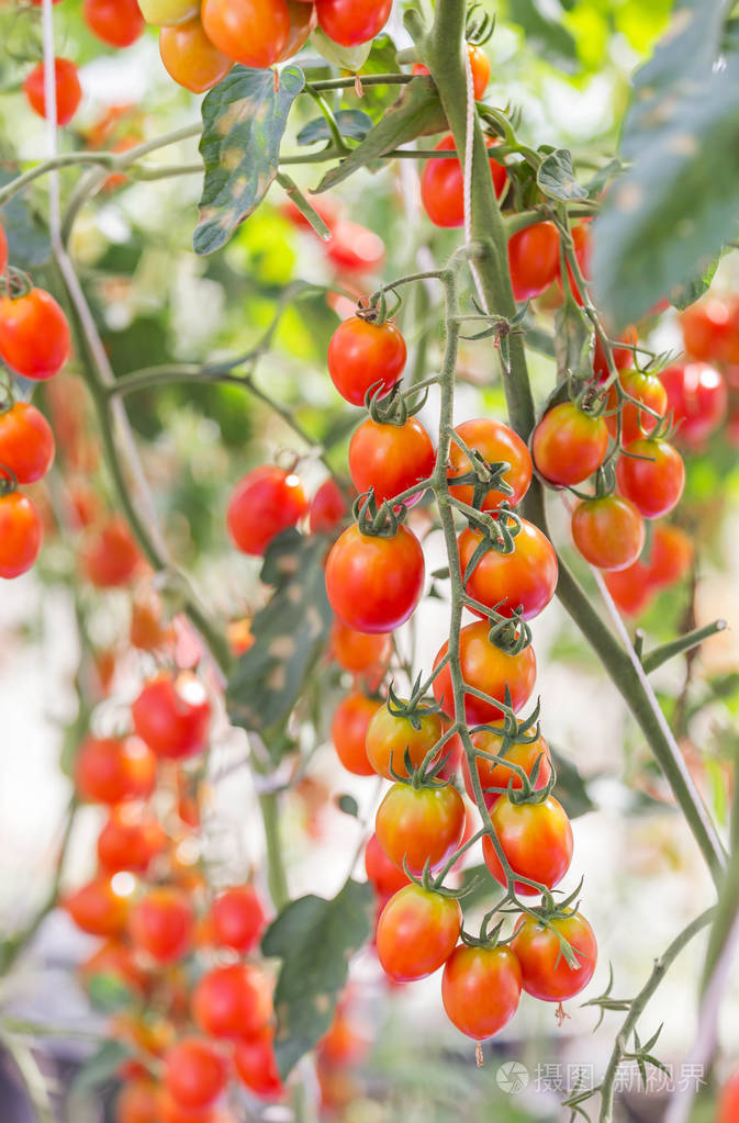 关闭了红色的西红柿挂在树木生长在温室