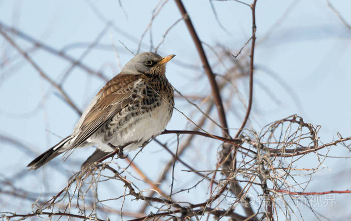 fieldfare鸟在树枝上靠近鸫疹乌克兰猎鸟
