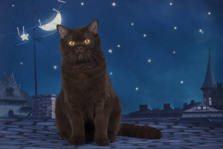 巧克力英国猫晚上坐在屋顶上