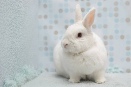 可爱的小白复活节兔子照片