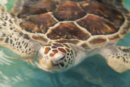 在水族馆中龟