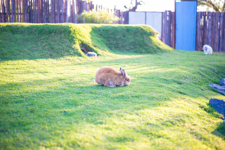兔子在草坪上