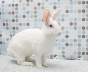 可爱的小白复活节小兔子在家中的蓬松地毯照片