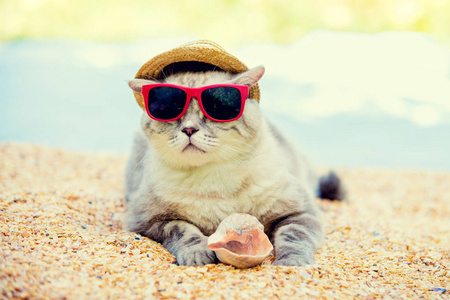 猫戴墨镜和遮阳帽在海滩上放松