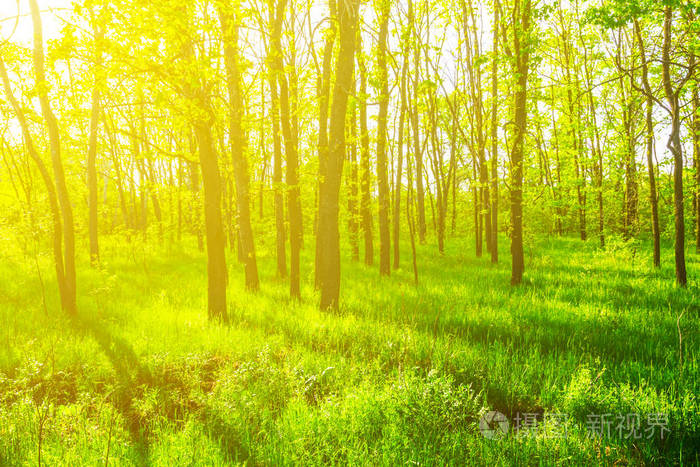 美丽的绿色春天森林在阳光下的林间空地