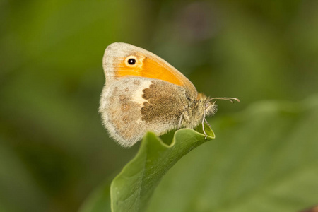 Coenonympha Pamphilus, 小荒地蝴蝶从下萨克森, 德国