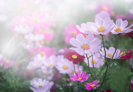 花园里的美丽粉红宇宙花