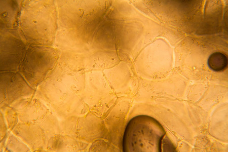 显微镜下的苹果细胞照片