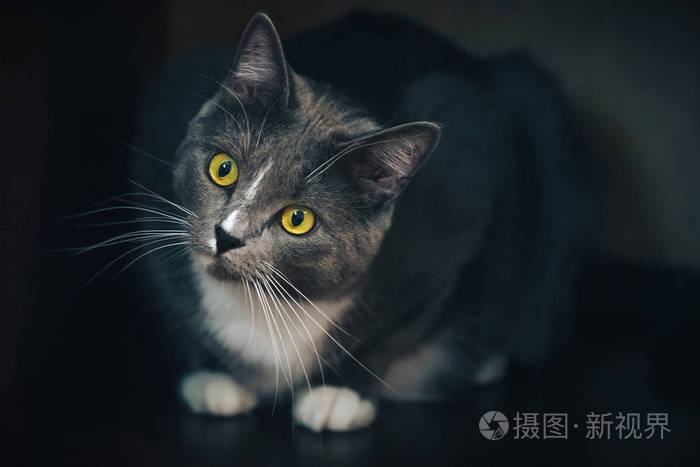 黑暗背景下的灰猫肖像
